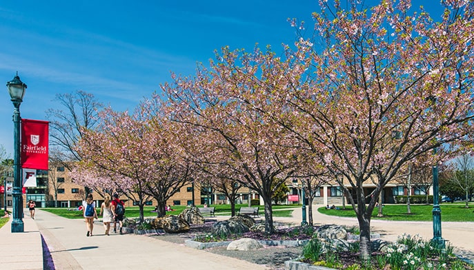 Campus cherry blossom trees in full bloom on a bright and sunny spring day.